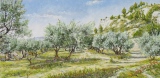 n°63.  Oliviers à la Montagnétte - Tableaux  de  Provence 1