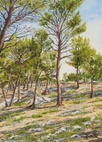n°123.  Les Pins - Tableaux de provence  3